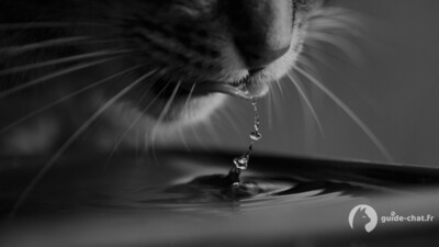 Chat qui boit de l'eau