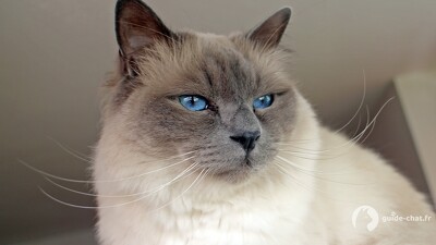 Chat Sacré de Birmanie
