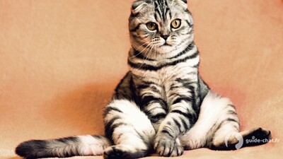 Chat assis