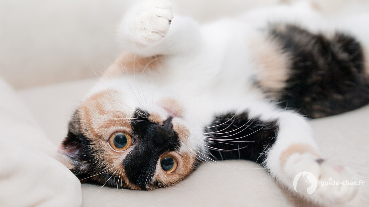 cat nipples