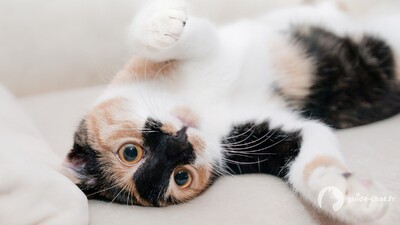 Chat sur le dos