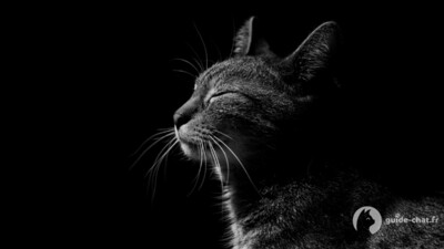 Chat fermant les yeux