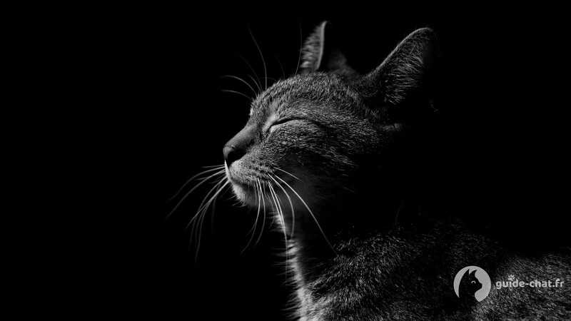 Chat fermant les yeux
