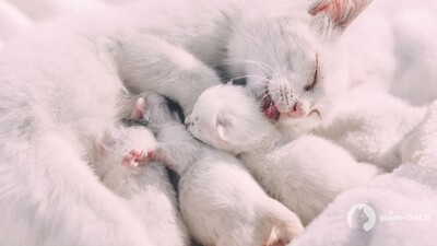 Chat et ses chatons