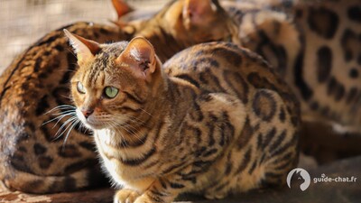 Chats tacheté