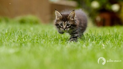 Chaton dans l'herbe
