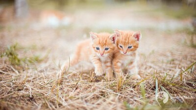 Chatons oranges et roux dans l'herbe
