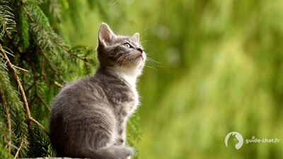 Chaton sur un sapin