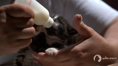 Chaton mange au biberon
