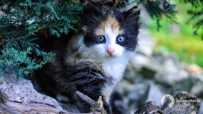 Chaton sous un arbre