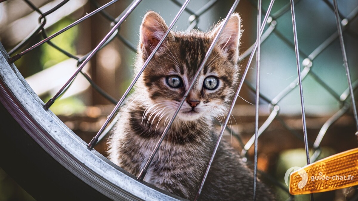 kitten eye