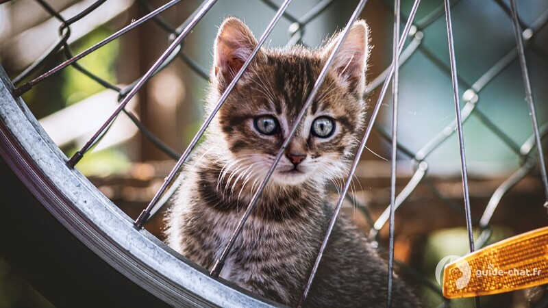 Chaton caché derrière une roue de vélo