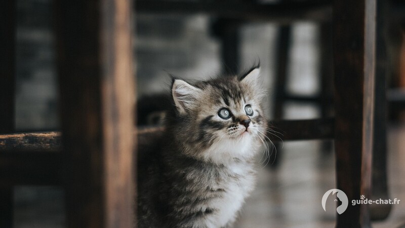 Chaton caché sous une chaise
