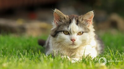 Chat dans l'herbe