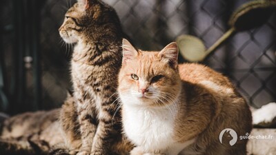 Deux chats sur la cuisine
