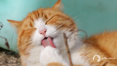 Chat roux se léchant la patte