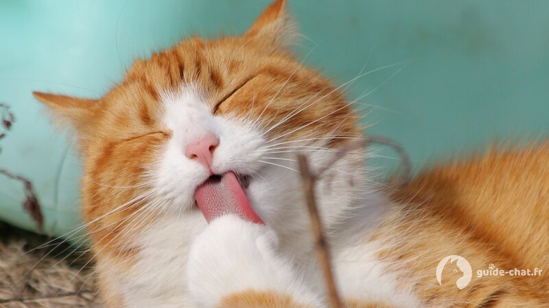 Chat roux se léchant la patte