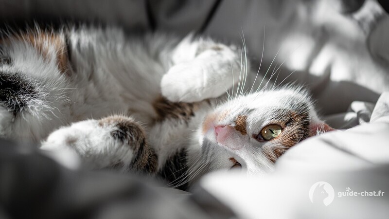 Chat dans son panier