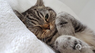 Chat oeil fermé sur son coussin